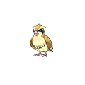 Pidgey