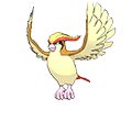 Pidgeot