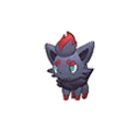Zorua