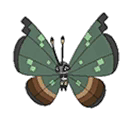 Vivillon Jungle